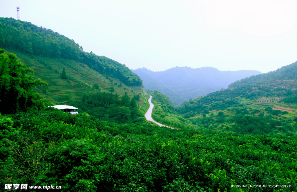 茶田旅游 果林度假