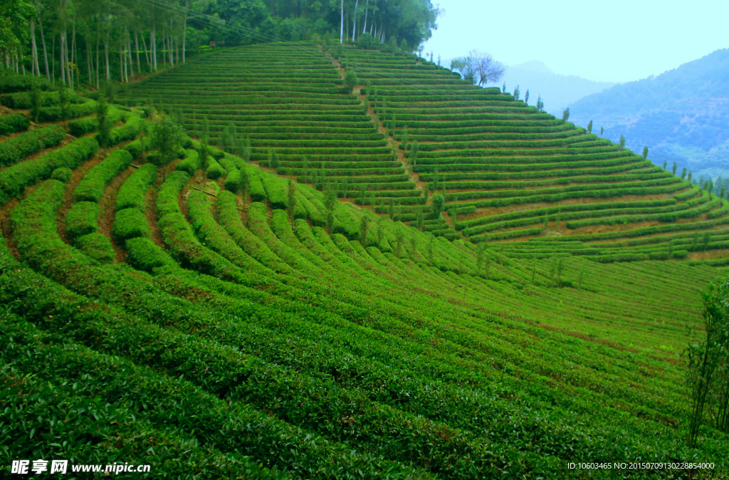 茶田旅游 果林度假