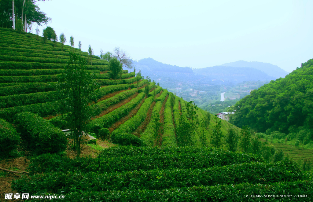 茶田旅游 果林度假