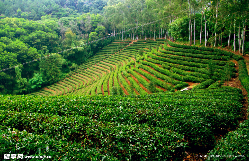 茶田旅游 果林度假