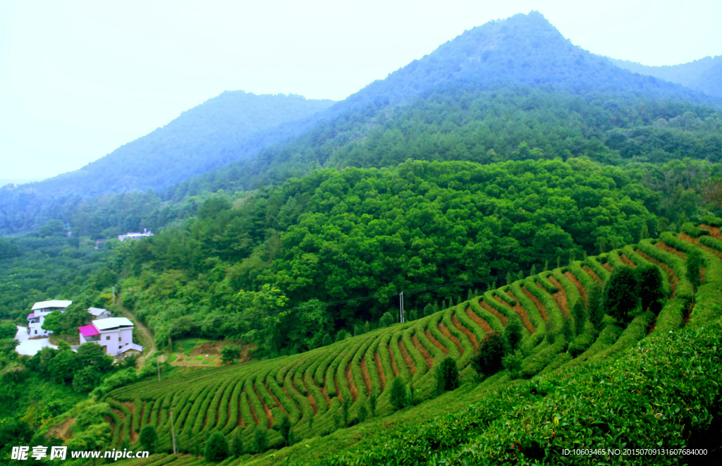 茶田旅游 果林度假