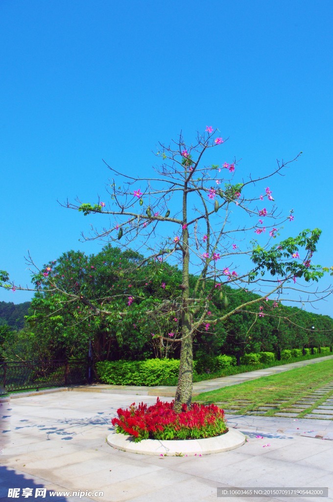 花果四季春