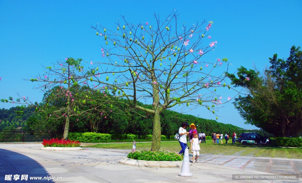 花果四季春