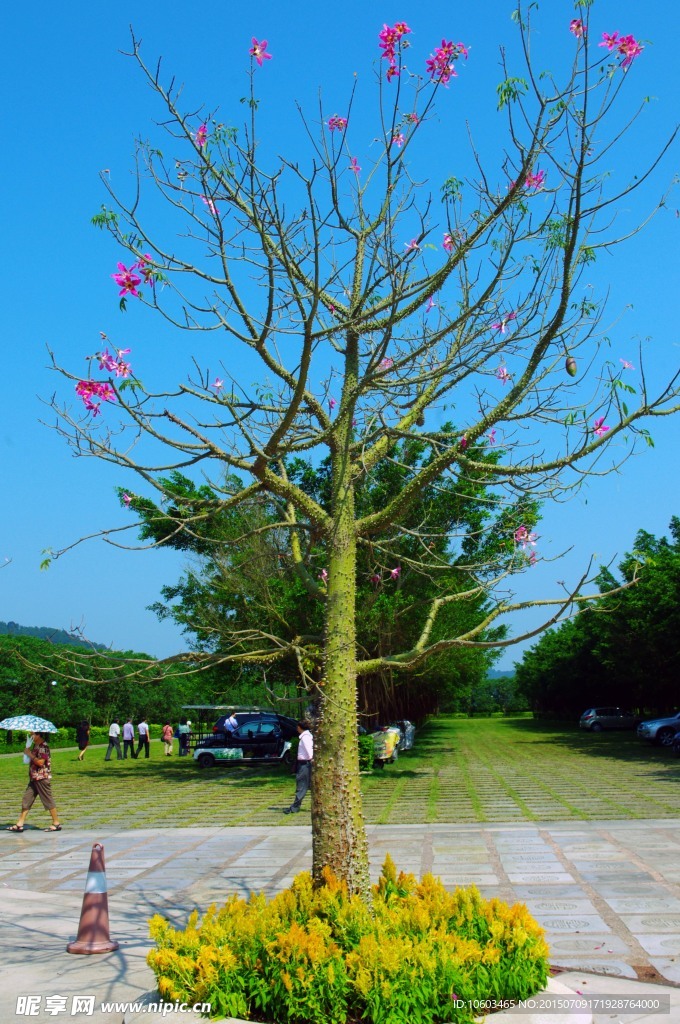 花果四季春