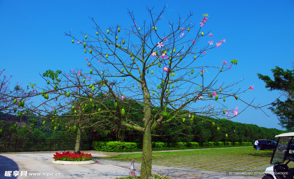 花果四季春