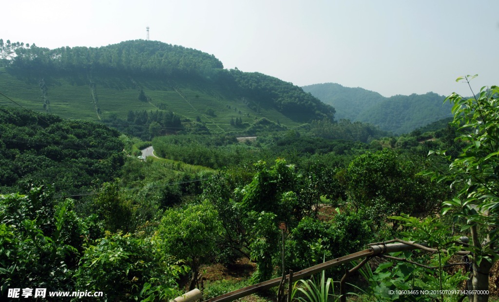 茶 半壁江山