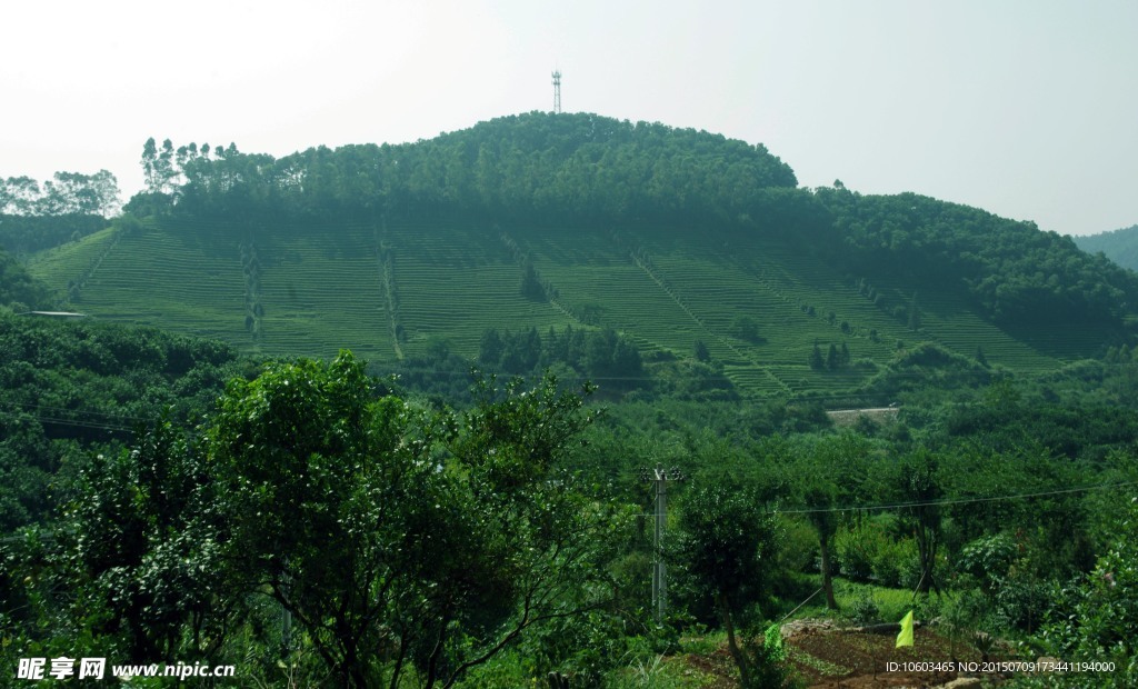 茶 半壁江山