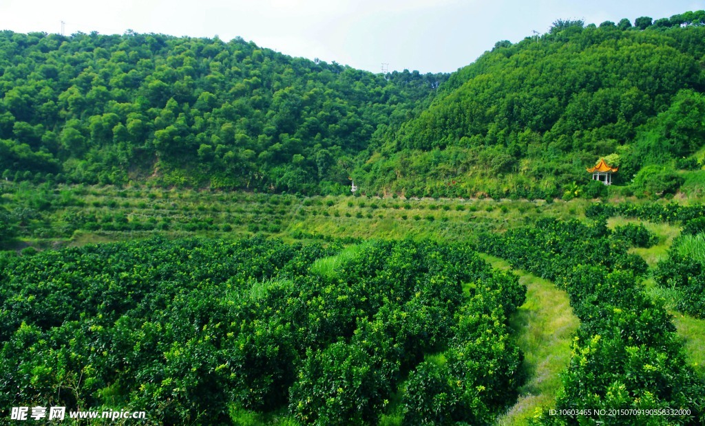 果林风光 雁鸣湖