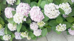 八仙花
