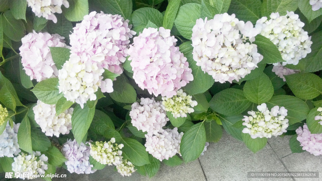 八仙花