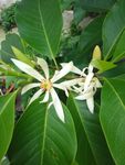 白兰花