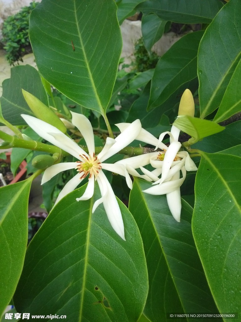 白兰花