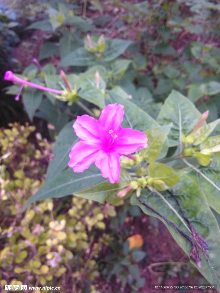 紫茉莉