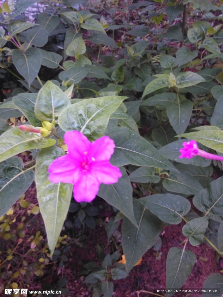 紫茉莉