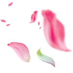 花瓣装饰素材