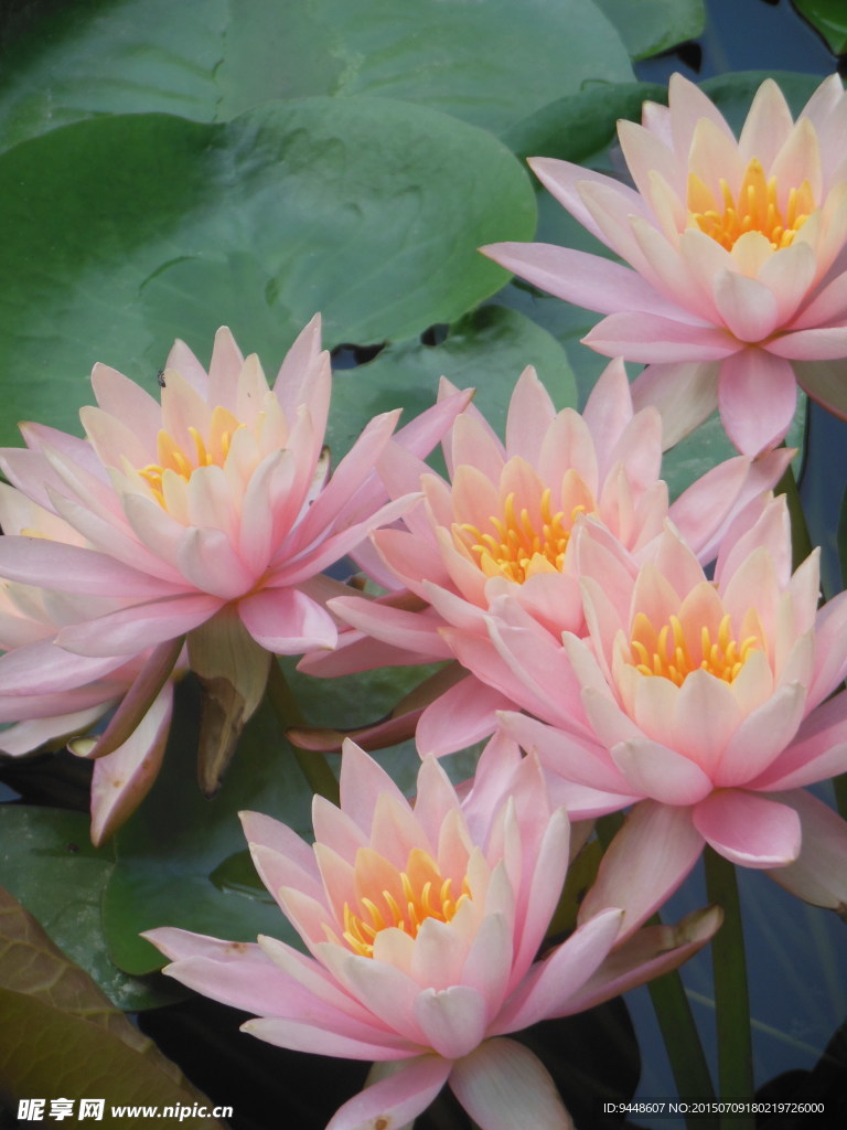 睡莲花