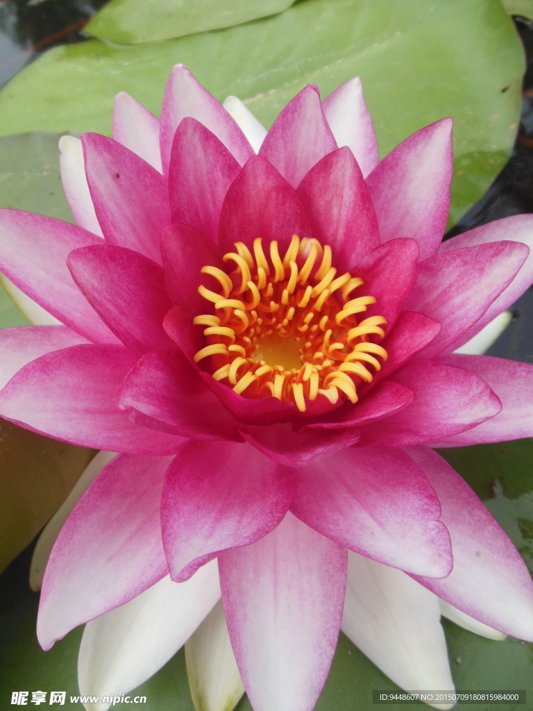 睡莲花
