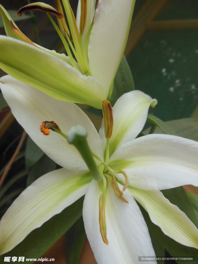 百合花