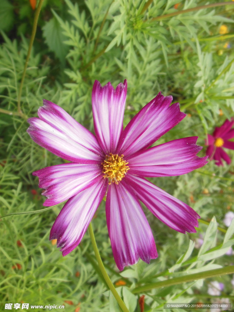 格桑花