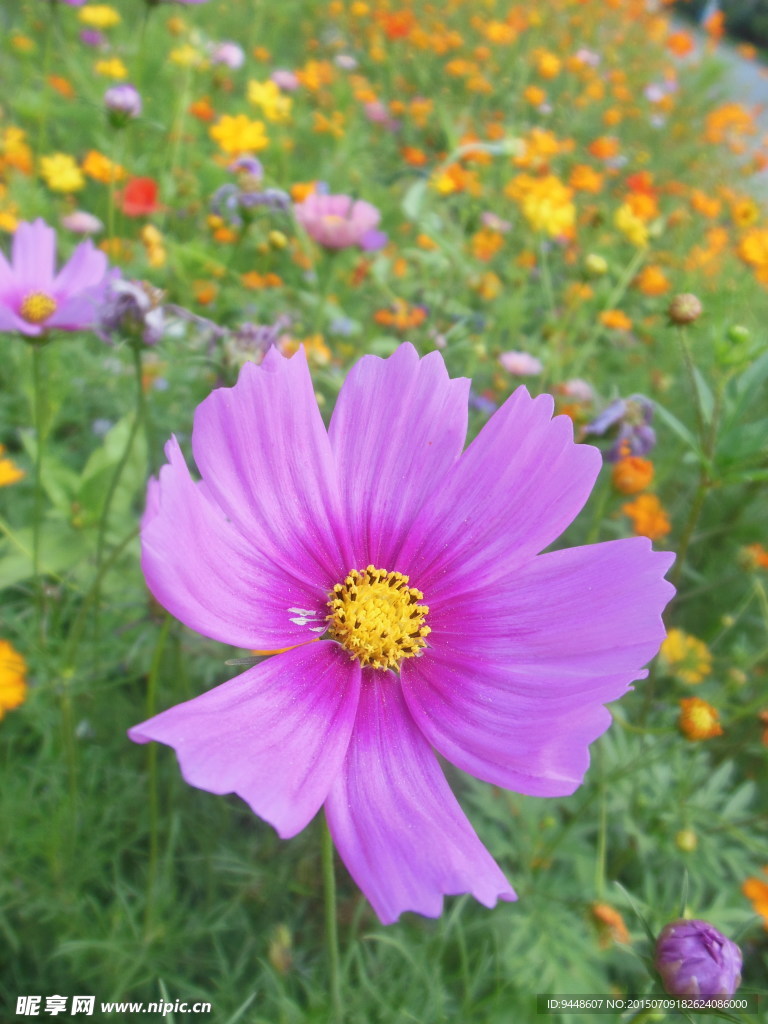 格桑花