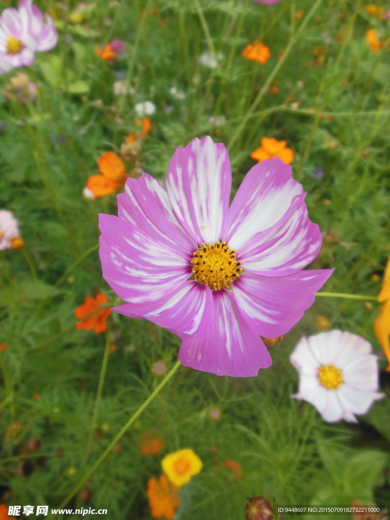 格桑花