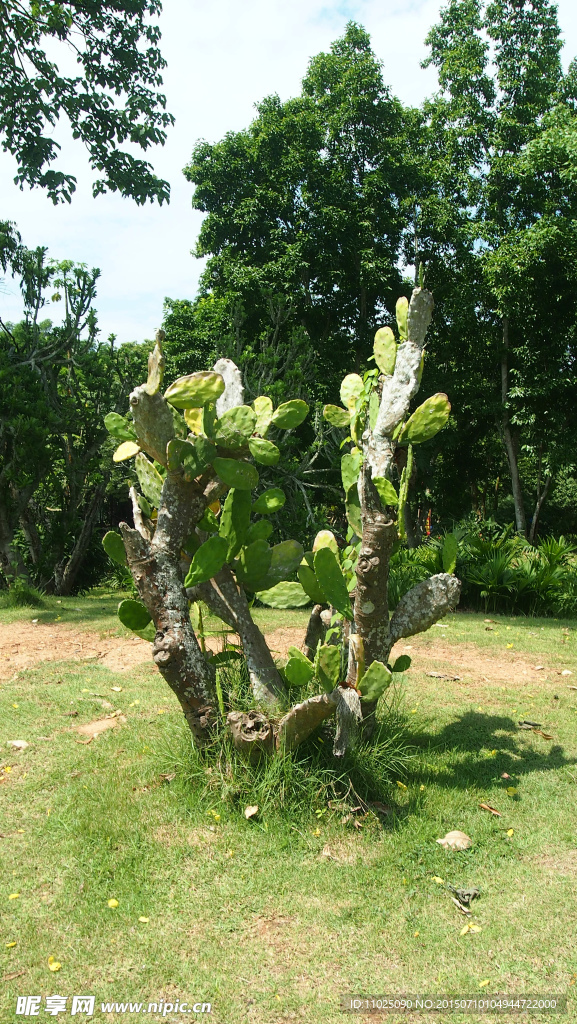 仙人掌