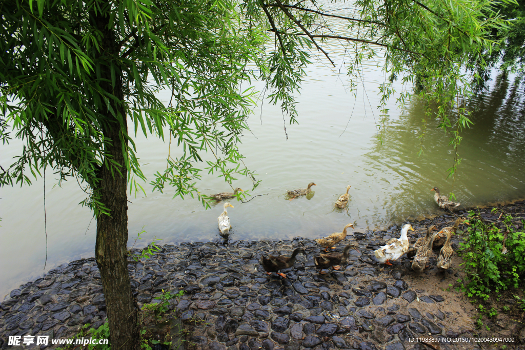 河边群鸭