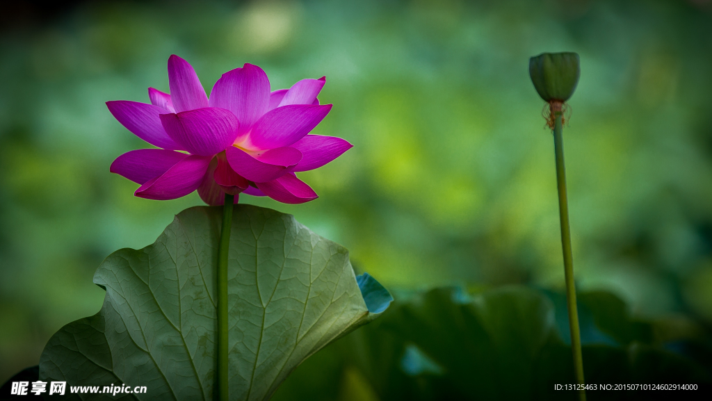 荷花