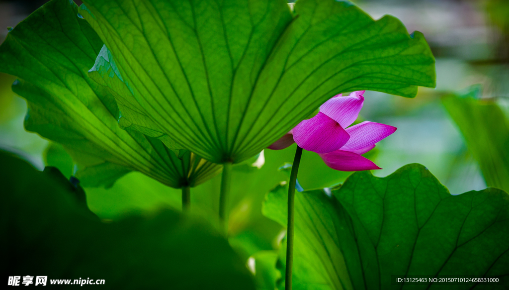 荷花