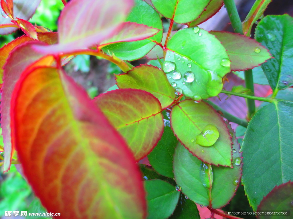 雨珠