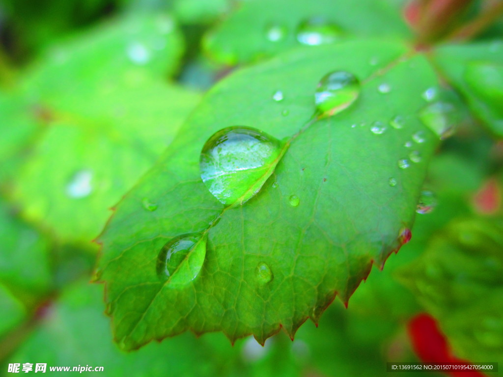 雨珠