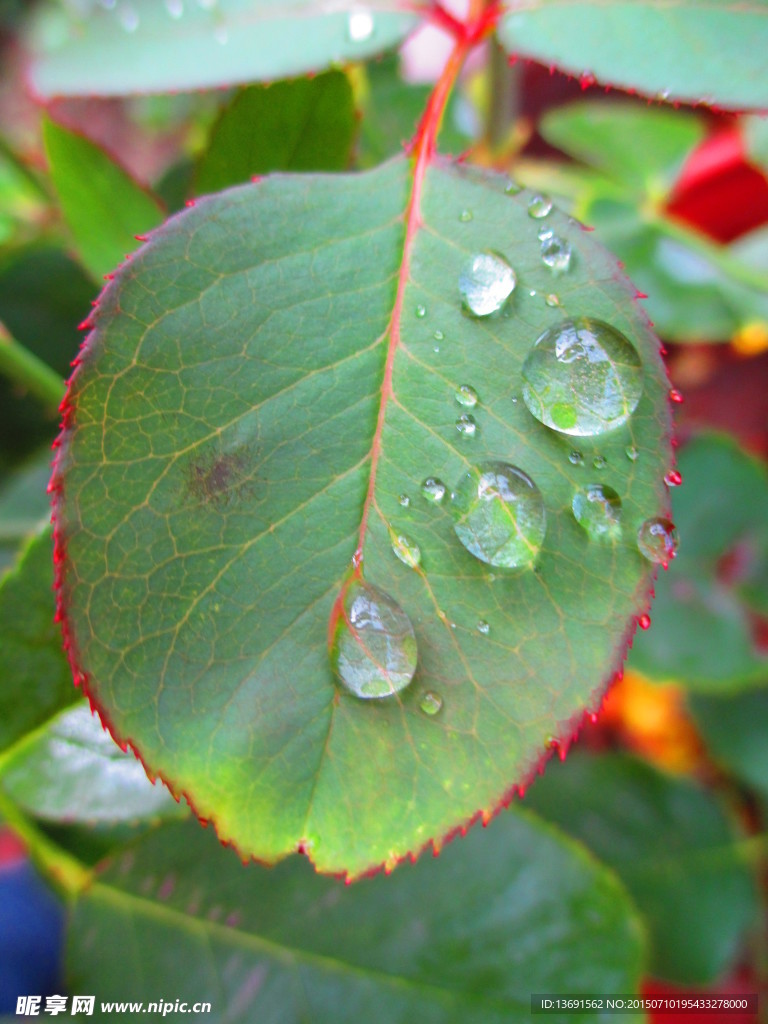 叶子上的雨珠