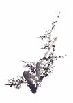 水墨梅花