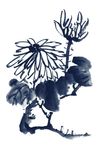 水墨菊花