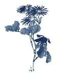 水墨菊花