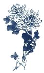 水墨菊花