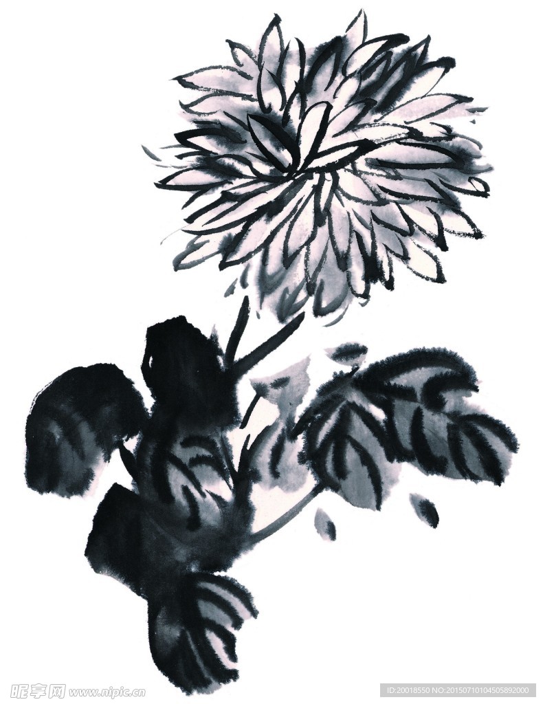水墨菊花