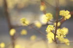 蜡花