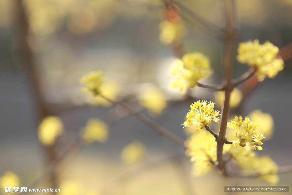 蜡花