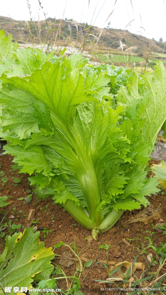 青菜