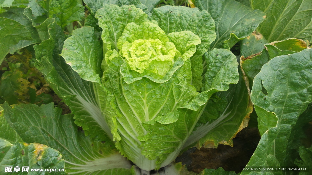 黄心白菜