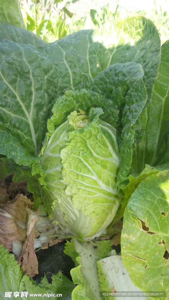 包心白菜