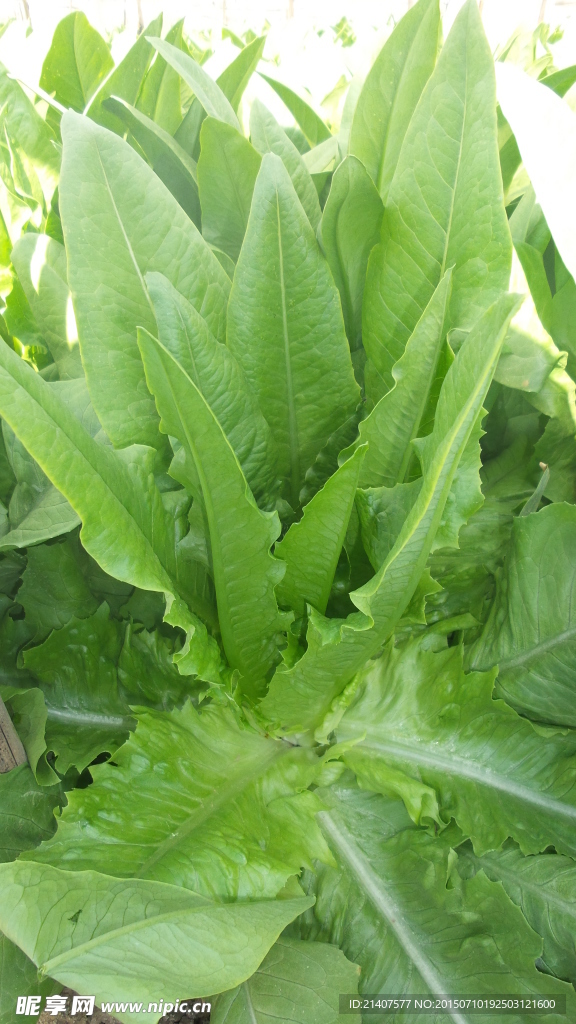 油麦菜