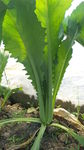 青菜
