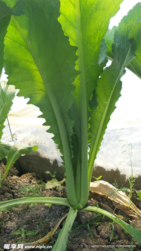 青菜