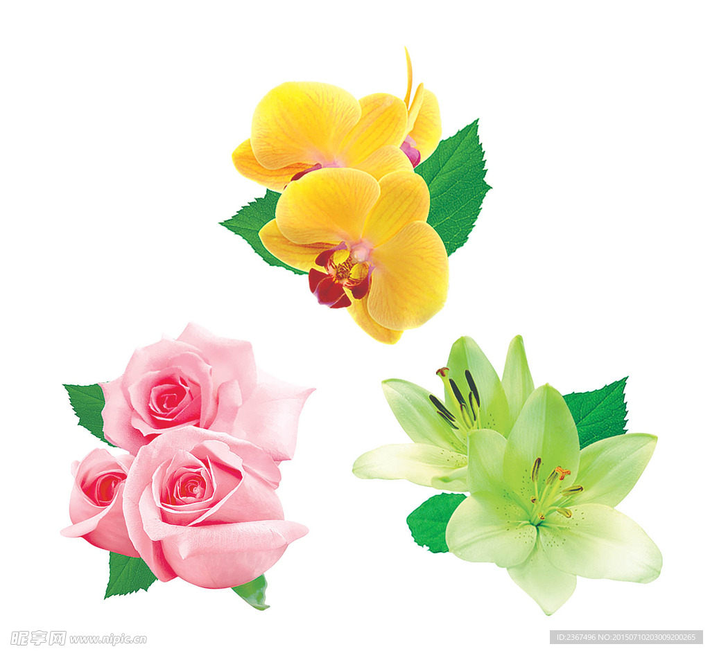 玫瑰 百合 兰花