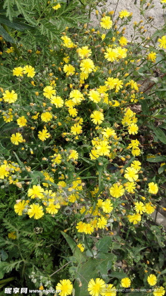 黄花 野花