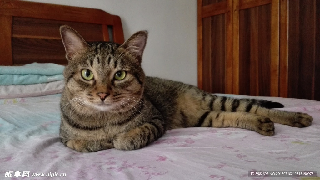 猫