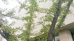 银杏树