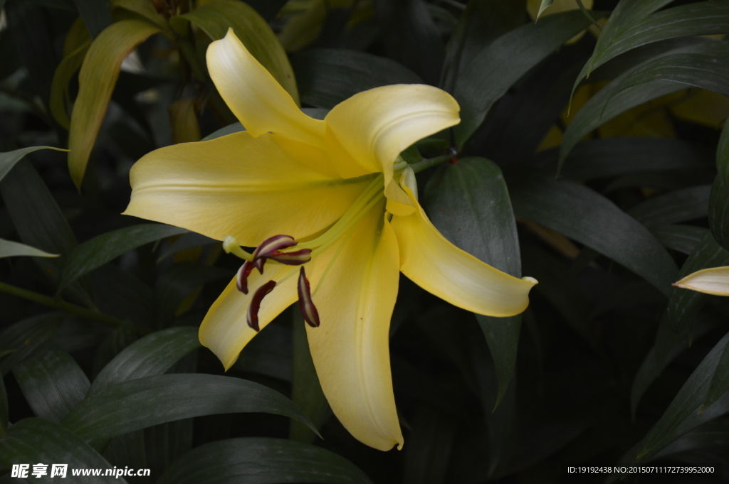 百合花